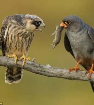 Alimentación práctica en aves rapaces de cetreria ...