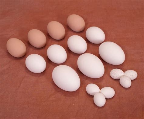 Alimentación Saludable: ¿Qué significan los grados en los huevos?