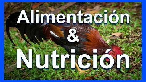 Alimentación y nutrición para nuestras aves   YouTube