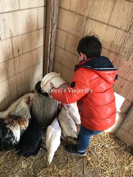 Alimentando a las gallinas | Silleros Viajeros