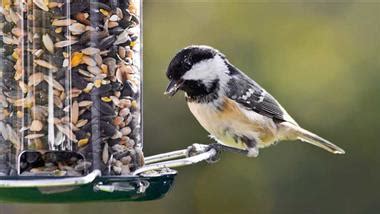 Alimentar a las aves en el jardín puede producir efectos positivos y ...