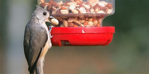 Alimentar aves silvestres pode prejudicar os animais   greenMe