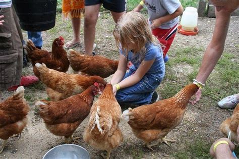 Alimentar gallinas ponedoras en casa: qué alimentar, cómo alimentar ...