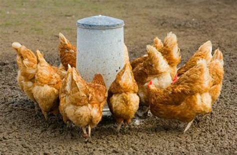 Alimentar gallinas ponedoras en casa: qué alimentar, cómo alimentar ...