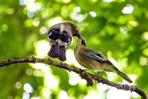 Alimentar y besar a las aves que se aparean en un árbol | Foto Premium