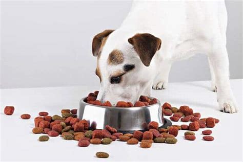 Alimentos para perros, 5 elementos claves que debes conocer