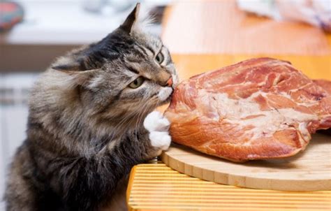 Alimentos Preferidos dos Gatos | O que Eles Gostam de Comer