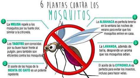 Alimentos que favorecen las picaduras de mosquitos   Blog ...
