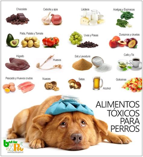 alimentos tóxicos para perros | Toxic foods for dogs, Foods dogs can ...