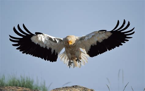 Alimoche común  Neophron percnopterus  » Tarifa Real Estate