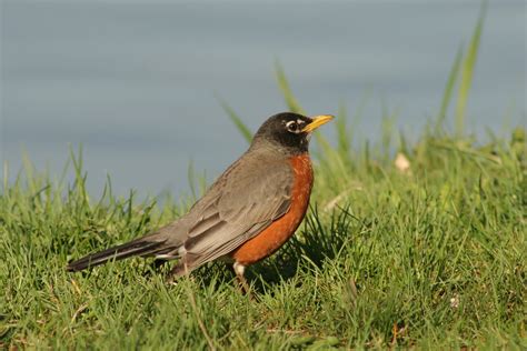 All About Animal Wildlife: American Robin Facts and Photos ...