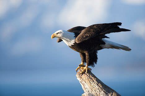 All About Animal Wildlife: Bald Eagle Cool Photos Images ...