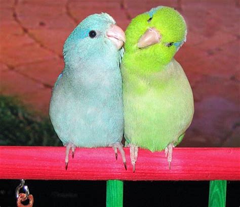 All About Birds: Types of Lovely Pet Birds as Your Home ...