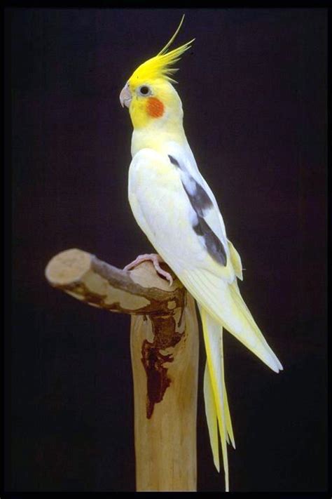 All About Birds: Types of Lovely Pet Birds as Your Home ...