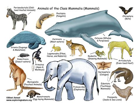 All About Mammals   Lecture