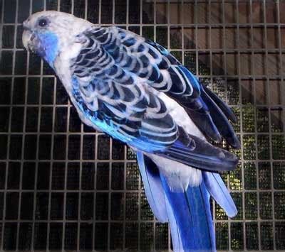 All About Parakeets, Family: Psittacidae at Animal World ...