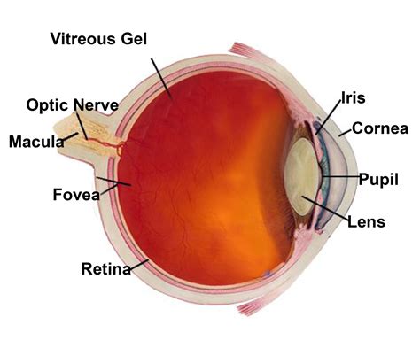 All About Your Eyes, A Closer Look Inside From An Eye Care ...