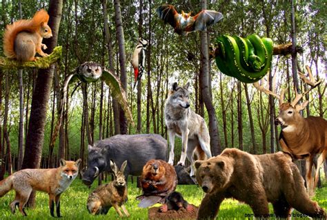 All Animals Together In Forest | Amazing Wallpapers