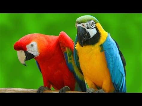 All Colorful Parrot Species List  A To Z    YouTube