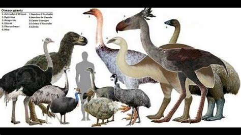 All Prehistoric Birds informative U.P   YouTube