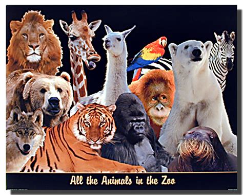 All the Animal in the Zoo Poster | Animal Posters