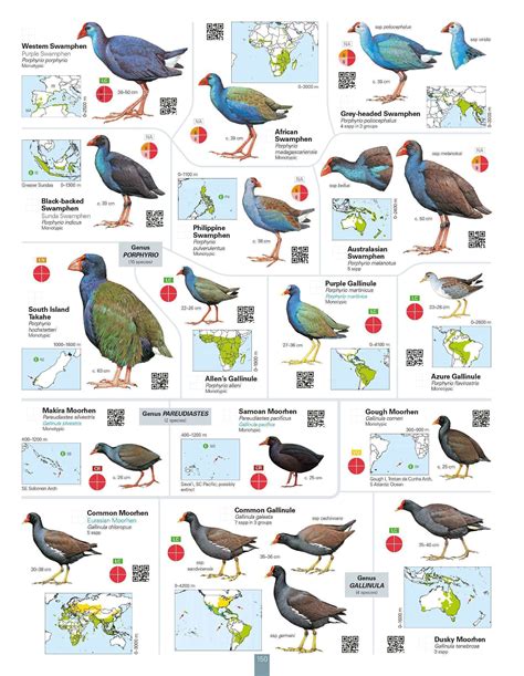 All the Birds of the World – Todas las aves del mundo – Lynx Edicions
