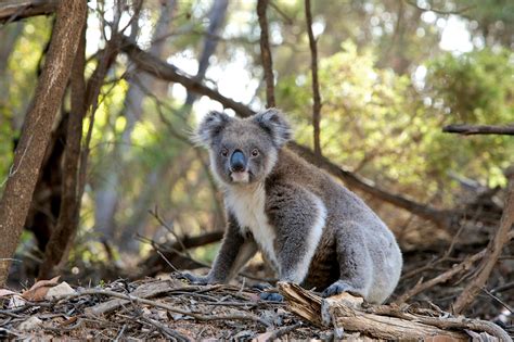 Alla scoperta della Flora e Fauna Australiana – Tutto ...