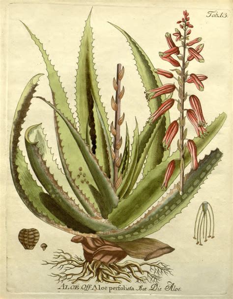Aloe | Hierbas MedicinalesHierbas Medicinales