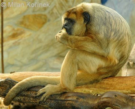 Alouatta caraya  Black Howler Monkey    Image | BioLib.cz