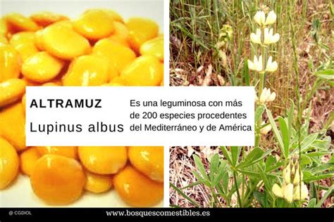 Altramuz o Altramuces, Lupinus albus