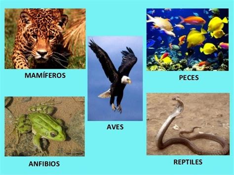 Alumnos de Quinto C: Anfibios reptiles mamíferos peces y aves