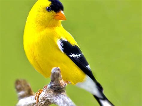 amarillo.......... | Pájaros amarillos, Aves pajaros, Pájaros hermosos