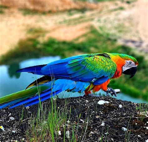 amazing colorful macaw | Macaw, Color, Parrot