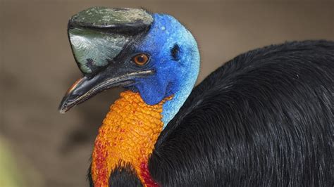 Amazing Facts About the Impressive and Dangerous Cassowary ...