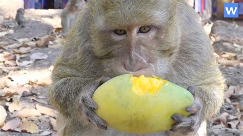 Amazing monkeys food   Monkeys eating mango   Amazing ...