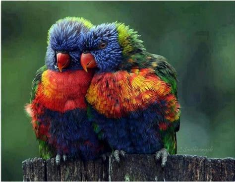 Amazing Rainbow Lorikeets | Aves de compañía, Pájaros de vivos colores ...