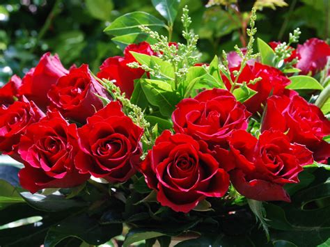 Amazing Red Roses Love Wallpapers And Backgrounds | Amazing Information