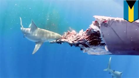 Amazing underwater video shows six sharks feeding on a ...