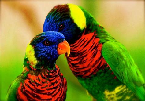 Amazing World & Fun: Beautiful Colorful Birds   Nature