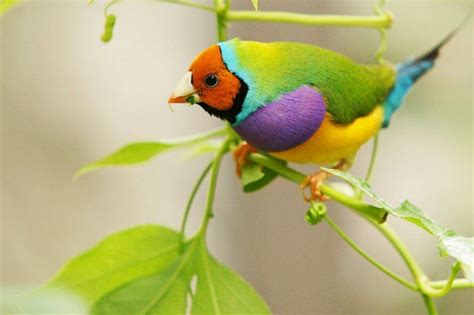 Amazing World & Fun: Beautiful Colorful Birds   Nature