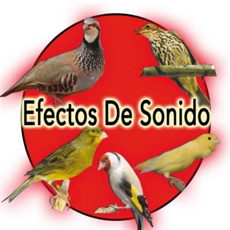 Amazon.com: Canto del Canario Timbrado Español: Sonido y ...