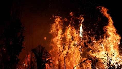 Amazon fires: 8 ways you can help stop the rainforest burning