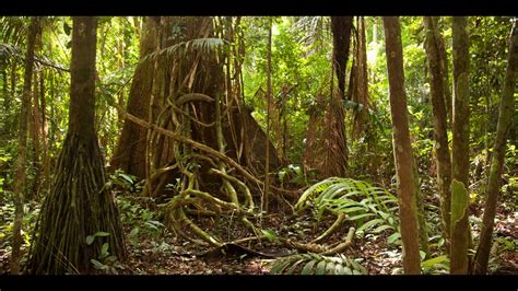 Amazon jungle documentary national geographic   YouTube