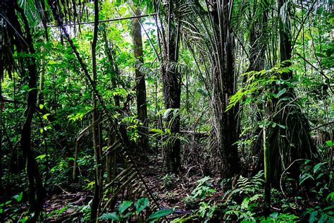 Amazon Jungle Expedition | Amazon Rainforest, Ecuador ...