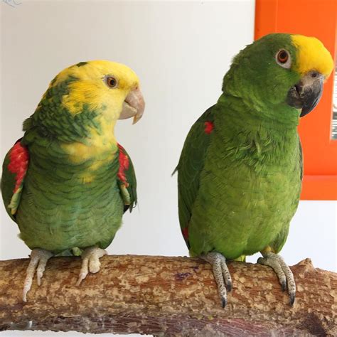 Amazon Parrots for Sale   Exotic Pet Birds Inc.