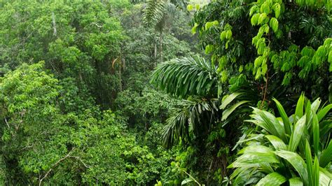 Amazon rainforest ability to soak up carbon dioxide is ...