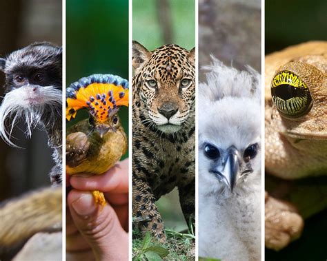 Amazon Rainforest Animals Collage