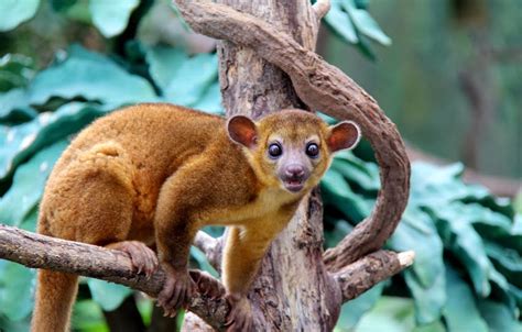 Amazon Rainforest Animals : Kinkajou ~ Amazon Rainforest ...