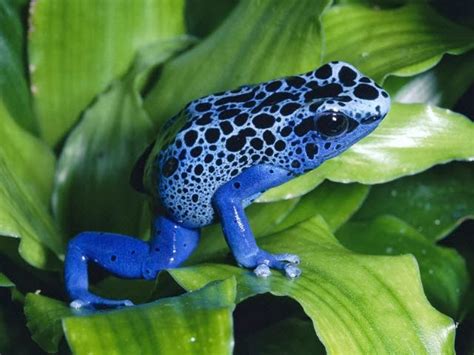 Amazon Rainforest Animals : The amazon Poison Dart Frog ...