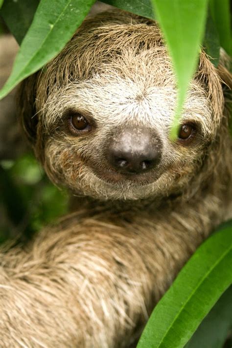Amazon Rainforest Animals : The Three Toed Sloth ~ Amazon ...